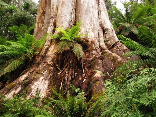 Darejo tree - Environment East Gippsland
