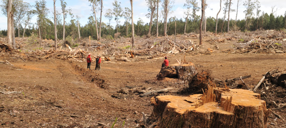 Logging plan puts squeeze on Victoria’s high value native forests ...